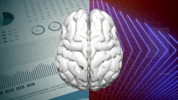 Links en rechts menselijk brein partitie concept. Logisch halve bol en creatief halfrond. 4k. - Video