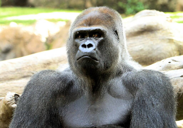 Ausgewachsenes Gorillamännchen, König des Dschungels  - Foto, Bild