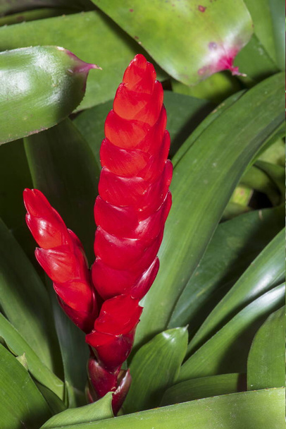 Rote Bromelie tropische Pflanze bunte Blume blüht im Frühling, blühende Blume Pflanze. - Foto, Bild