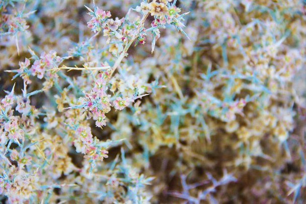 natural small pink flowers with turquoise a leaves - Photo, Image