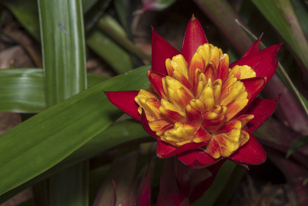Red Bromeliad tropical plant colorful flower blooming in spring season,blooming flower plant. - Photo, Image