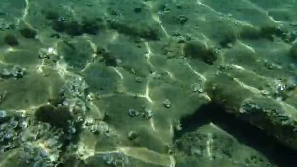 The giant goby (Gobius cobitis), Aegean Sea, Greece, Halkidiki - Footage, Video
