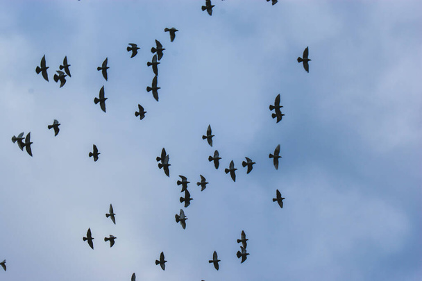 Schwarm schwarzer Vögel Sommer Himmel Hintergrund Gruppe von Tieren bewölkten Himmel - Foto, Bild