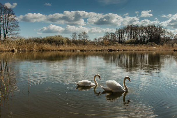 Two white swans water scene. Beautiful wild swans swim in the lake. Swans on the water in spring day. Spring sunny day water reflection. Swan in wild nature.Elegant white bird. - Photo, Image