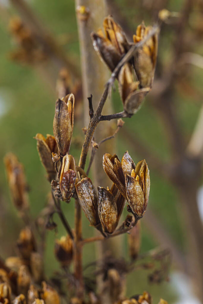 Makro pohled na šeříková semínka slupky na zeleném pozadí - Fotografie, Obrázek