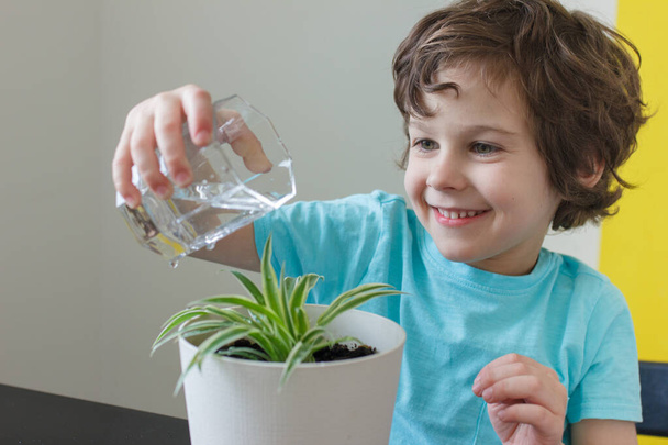 Curly child boy is watering flowers in pot in house. - Photo, Image