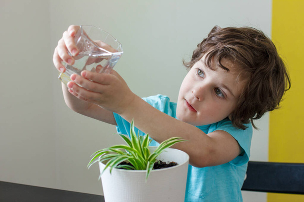 Кудрявый мальчик поливает цветы в горшке в доме
. - Фото, изображение