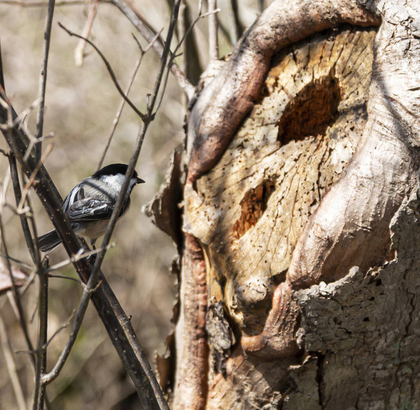 Ein Schwarzmützenküken hockt auf einem Ast mit Blick auf sein Nest, das sich in einem Loch im Baum gegenüber ihm befindet. - Foto, Bild