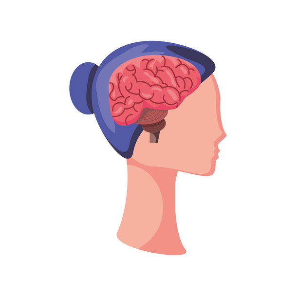 brain in human head on white background - Vector, Image