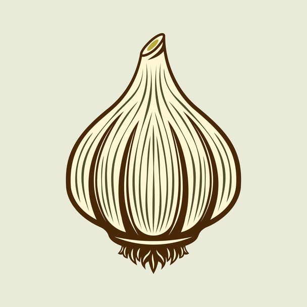 Garlic spice product vector colored illustration - Vecteur, image