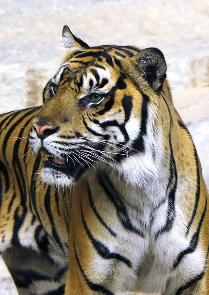 Tiikeri, raidallinen metsän kuningas
 - Valokuva, kuva