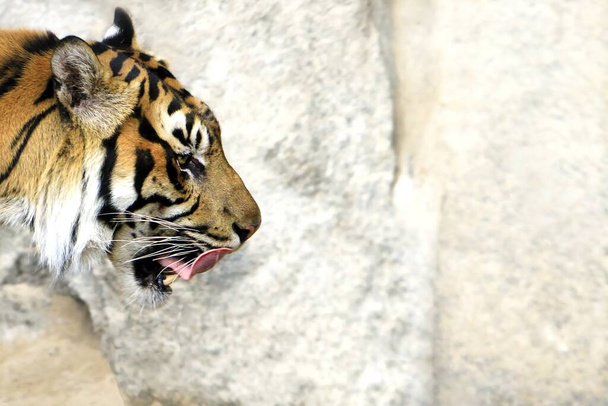 Tigre rayado, textura de fondo
 - Foto, imagen