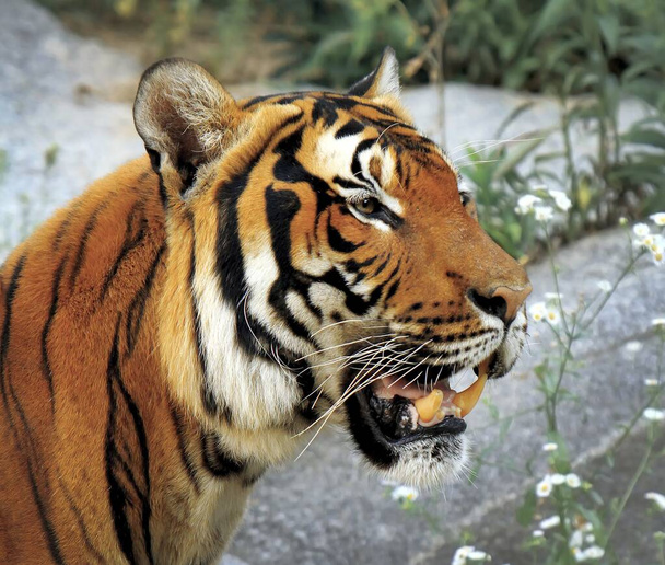 Tigre, rey rayado del bosque
 - Foto, Imagen