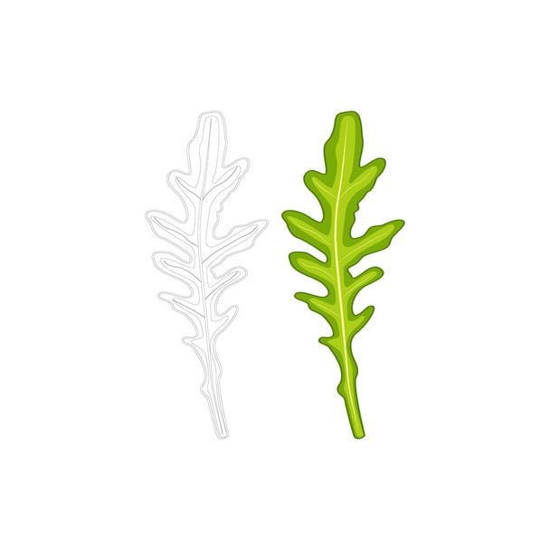 Arugula vector set flat icon and outline icon. Tasty and healthy greens, rucola leaves - Vector, Image