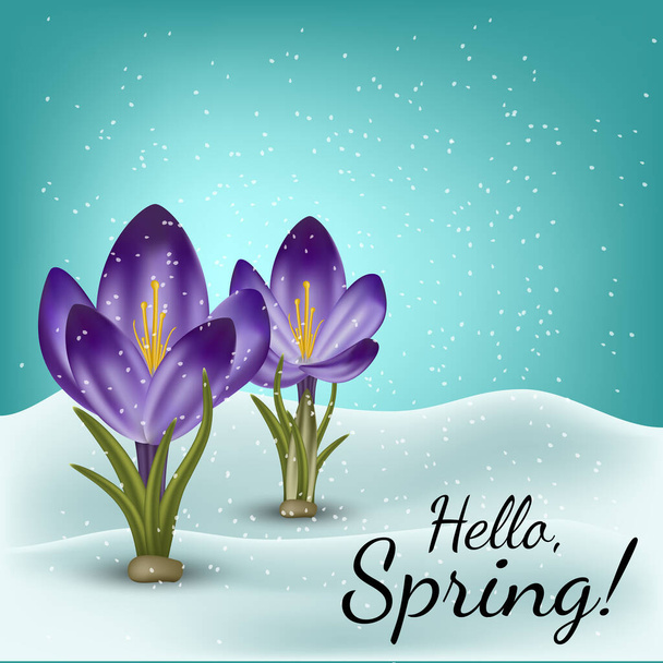 Vector realistic spring flower crocus in a snowdrift. Use for postcards, banners, backgrounds. Gradient mesh tool - Vector, Image