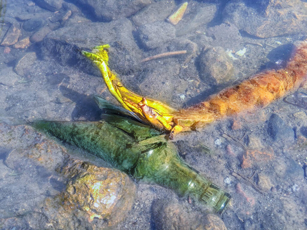 lasipullo sijaitsee vesisäiliössä veden vieressä Lily-käsite ympäristön pilaantumisen
 - Valokuva, kuva