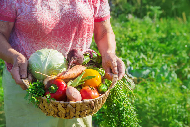Abuela con verduras en el jardín. Enfoque selectivo. naturaleza
. - Foto, imagen