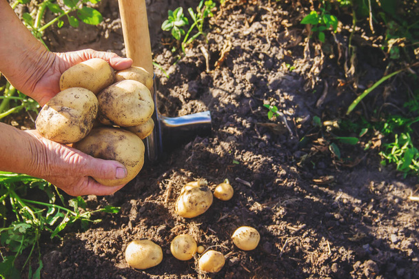 Сад собирает урожай картофеля лопатой. Выборочный фокус. природа
. - Фото, изображение