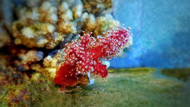 Coral de chile rojo - Alcyonium palmatus
 - Foto, Imagen