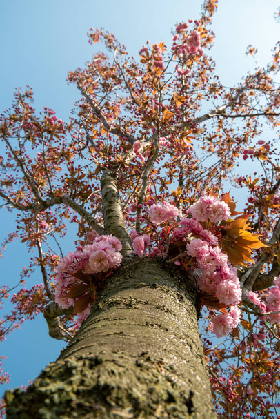 Hollanda 'da bahar mevsiminde açan çiçek ağaçları, ağaçta açan çiçekler. - Fotoğraf, Görsel