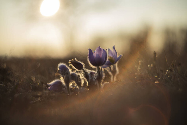 Pasque Flower - Pulsatilla grandis - hermosa flor silvestre de primavera floreciendo en el prado. Foto con fondo bonito y bokeh. Círculo ardiente con lente vieja
 - Foto, Imagen
