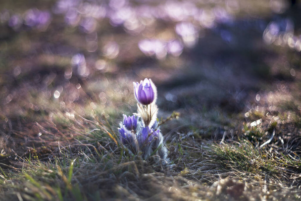 Pasque Kukka Pulsatilla Grandis kaunis villi kevät kukka kukkivat niityllä. Kuva mukava tausta ja bokeh
. - Valokuva, kuva