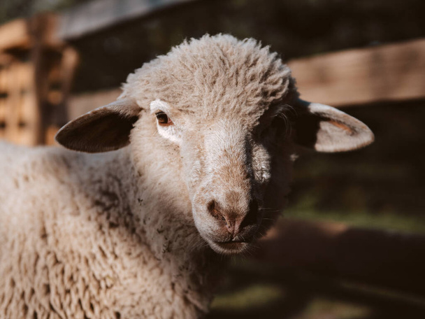 Sheep portrait. Organic farming at countryside. - Foto, imagen