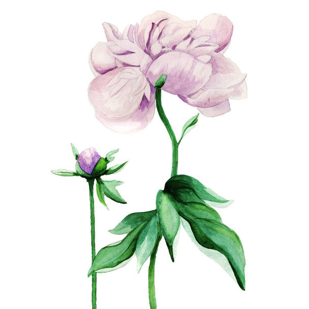 peony flowers, hand-drawn watercolors, sketch - Fotoğraf, Görsel