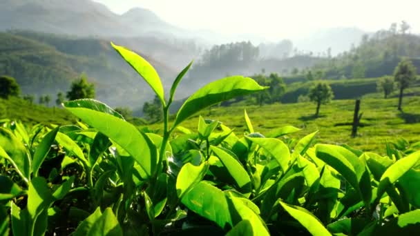 Verse groene thee bladeren close-up op theeplantages in Munnar, Kerala, India. - Video