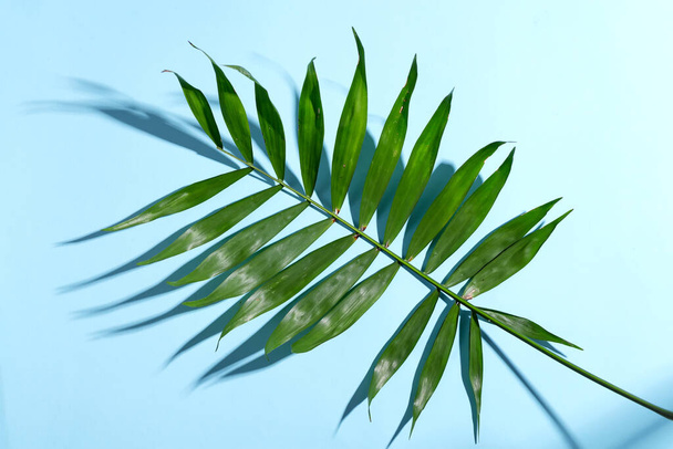 Foglia di palma tropicale con ombre sullo sfondo di carta. Concetto estivo
. - Foto, immagini