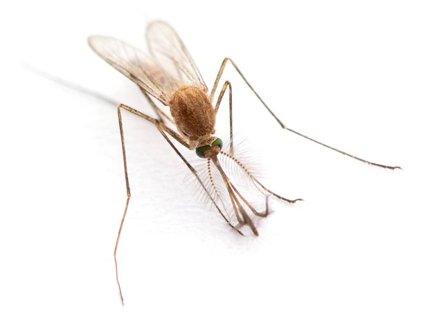 Supermacro di zanzara isolata su bianco. - Foto, immagini
