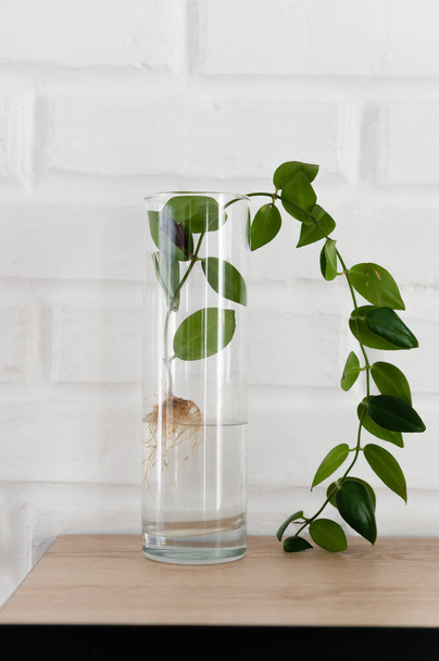 La planta con raíces está en frasco de vidrio, jarrón. En un fondo blanco.Hermosa rama verde de una planta exótica se encuentra en un jarrón transparente limpio lleno de agua contra una pared de ladrillo blanco
 - Foto, imagen
