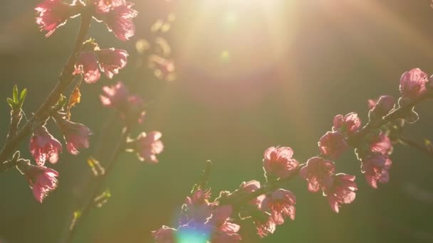 Roze bloemen op boomtakken, lentebloesem, zonnestralen in de vroege ochtend, langzame camerabeweging over boom met zichtbare lensflare, 4k - Video