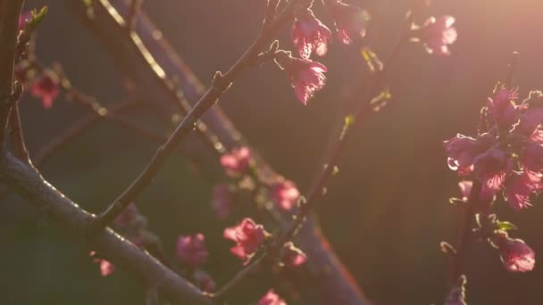 Różowe kwiaty na gałęziach drzew, wiosenny kwiat, wczesne poranne promienie słońca, powolny ruch aparatu na drzewie z widocznym rozbłyskiem soczewki, 4k - Materiał filmowy, wideo