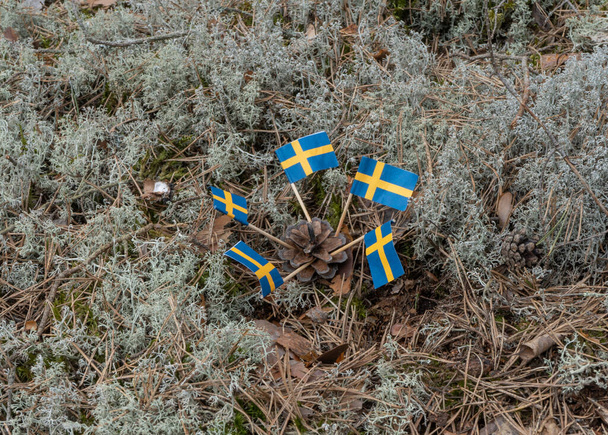 Шведські прапори на скандинавському фоні природи. Фото дикої природи з національним символом. - Фото, зображення