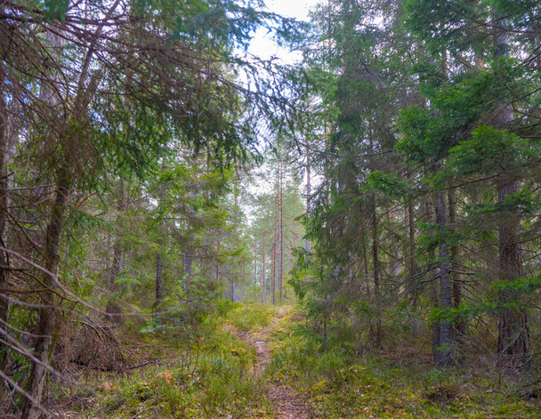 Scandinavian forest in spring. Photo of swedish nature.  - Foto, Imagen