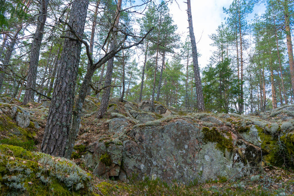 Old stones in scandinavian forest. Photo of swedish nature.  - Foto, Imagen