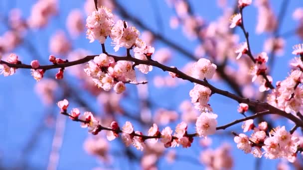 Tavasz. Virágok sárgabarack vagy barack. Cseresznyevirág - Felvétel, videó