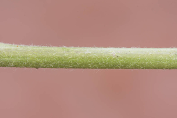 Malva sylvestris planta común de malva considerada una maleza que crece a lo largo de los campos andaluces con hermosas flores grandes de color rosa púrpura y luz blanca por flash
 - Foto, imagen
