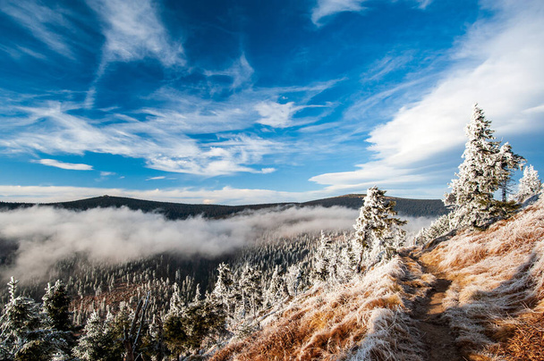 Winter in low mountains in the Czech Republic. Jeseniky Mountains, Moravia, Czechia. Hiking in Czech mountains. Winter landscape. - Photo, Image