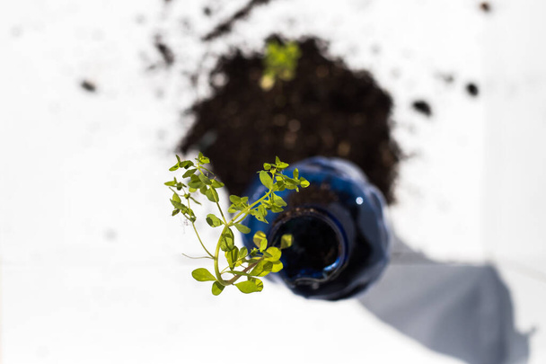 a plant inside a blue plastic bottle with a white background  - Photo, Image