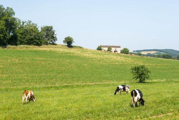 Pastos cerca de Albi (Francia
) - Foto, imagen