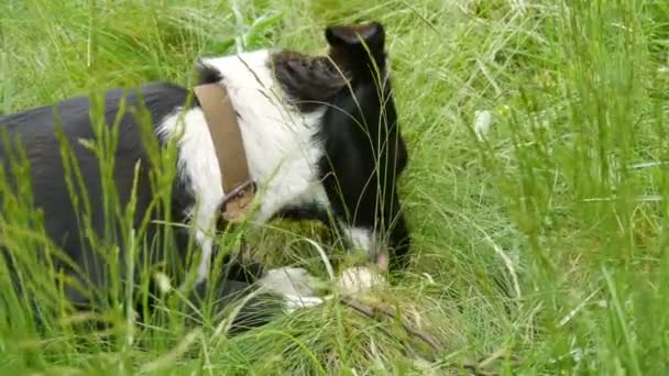 Czarny pies stoczni na łańcuchu śmieszne zjada prawdziwe surowe jajko kurczaka na trawie - Materiał filmowy, wideo