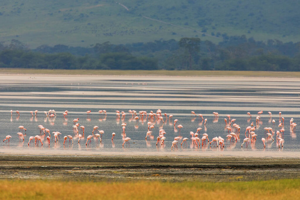Ομάδα πουλιών φλαμίνγκο κατά τη διάρκεια σαφάρι στο Εθνικό Πάρκο Ngorongoro, Τανζανία - Φωτογραφία, εικόνα