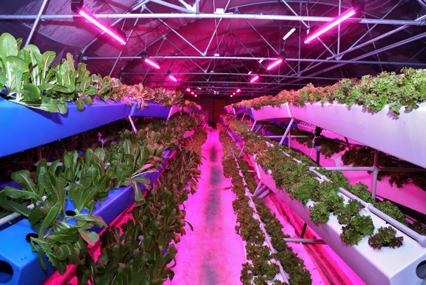 Καλλιέργεια αεροπονικών φυτών. Μοναδική παραγωγή πρασίνου και φυτών. Αεροπονικό σύστημα φυτικής παραγωγής. Μια καινοτόμος μέθοδος καλλιέργειας φυτών όλο το χρόνο. Θερμοκήπια για την καλλιέργεια φυτών το χειμώνα. Φυτά ποτίσματος. - Φωτογραφία, εικόνα