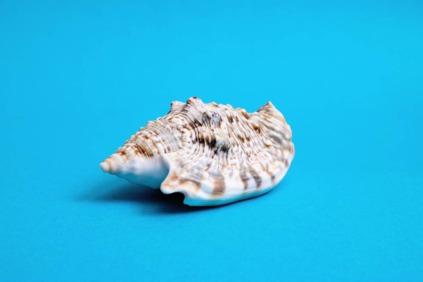 Large seashell on a blue background close up - Foto, imagen