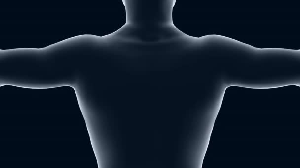 3d animation human body, healthcare and medical topics. Focus on back and shoulders. - Footage, Video