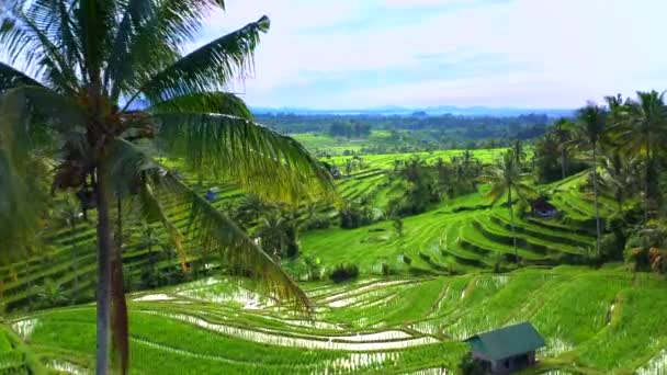 Luchtfoto van rijstterrassen in Bali, Indonesië. - Video