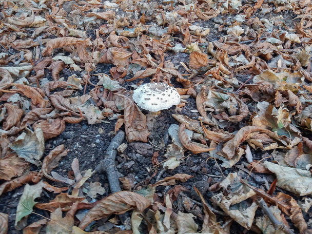 Агарік кампусні гриби зі сквошу в міському саду
 - Фото, зображення