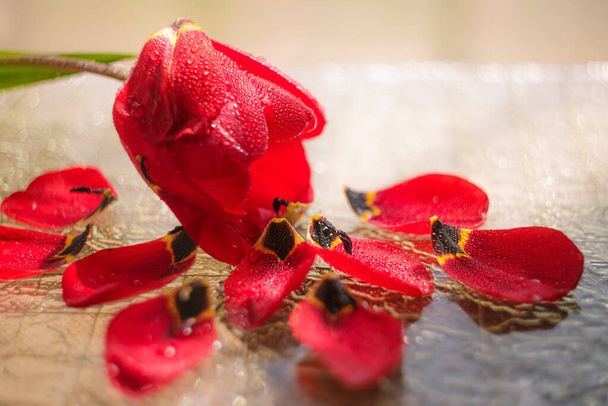 Zijaanzicht van rode tulpenbloem omgeven door tulpenblaadjes bespoten door water op een heldere achtergrond. Voorjaarsbloemen - Foto, afbeelding